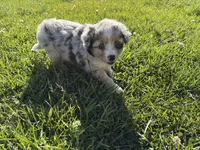 River, a female Australian Shepherd for sale in Oakdale, CA – Photo 2 of 10
