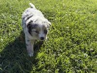 River, a female Australian Shepherd for sale in Oakdale, CA – Photo 10 of 10