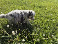 River, a female Australian Shepherd for sale in Oakdale, CA – Photo 7 of 10