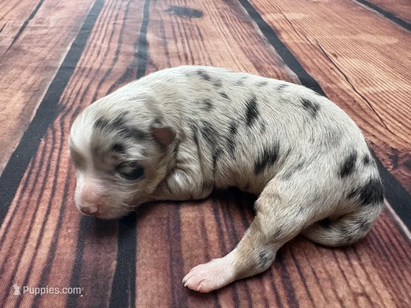 River – Australian Shepherd puppy for sale in Oakdale, CA