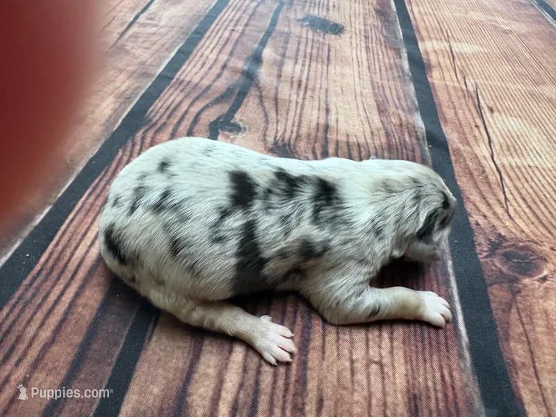 River – Australian Shepherd puppy for sale in Oakdale, CA