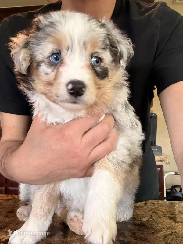 River – Australian Shepherd puppy for sale in Oakdale, CA