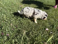 River, a female Australian Shepherd for sale in Oakdale, CA – Photo 3 of 10