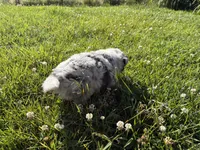 River, a female Australian Shepherd for sale in Oakdale, CA – Photo 6 of 10
