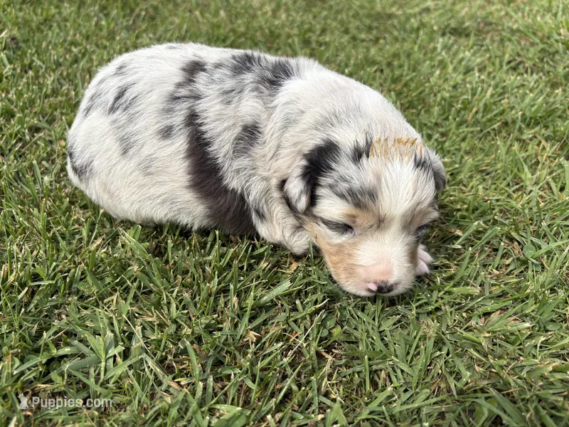 River – Australian Shepherd puppy for sale in Oakdale, CA