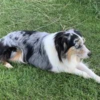 AKC Rowdy, a female Australian Shepherd for sale in Oakdale, CA – Photo 2 of 2