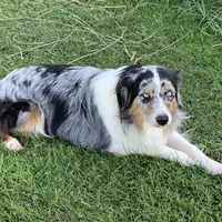 AKC Rowdy, a female Australian Shepherd for sale in Oakdale, CA – Photo 1 of 2