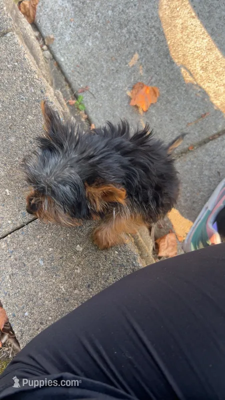Bluey – Yorkshire Terrier puppy for sale in Duluth, GA
