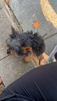 Bluey, a male Yorkshire Terrier for sale in Duluth, GA – 1 of 3