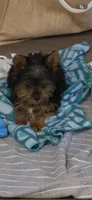 Bluey, a male Yorkshire Terrier for sale in Duluth, GA – 2 of 3