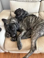 Amira, a female English Mastiff for sale in Concord, NC – 4 of 8