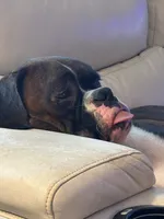 Scout, a male Boxer for sale in Concord, NC – 5 of 7