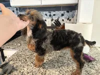 Twyla, a female Poodle - Toy  for sale in Concord, NC – 5 of 8
