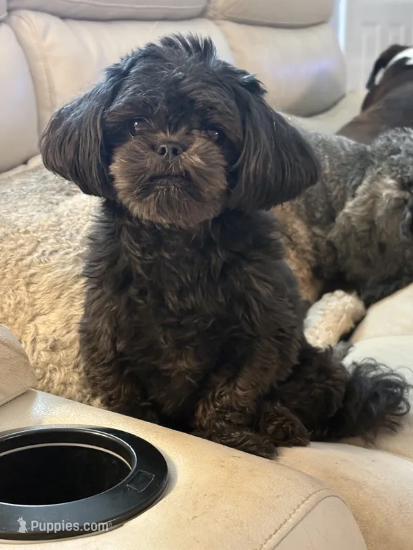 Toby – Shih Tzu puppy for sale in Concord, NC
