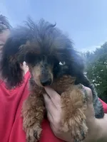 Twyla, a female Poodle - Toy  for sale in Concord, NC – 6 of 8