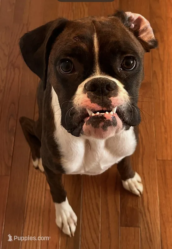 Scout – Boxer puppy for sale in Concord, NC