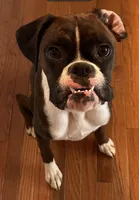 Scout, a male Boxer for sale in Concord, NC – 7 of 7