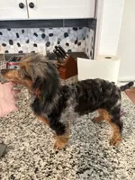 Twyla, a female Poodle - Toy  for sale in Concord, NC – 3 of 8