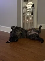 Amira, a female English Mastiff for sale in Concord, NC – 6 of 8
