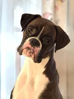 Scout, a male Boxer for sale in Concord, NC – 6 of 7