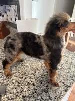 Twyla, a female Poodle - Toy  for sale in Concord, NC – 4 of 8