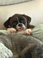 Scout, a male Boxer for sale in Concord, NC – 2 of 7