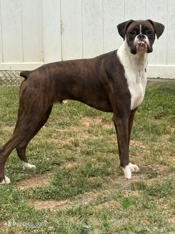 Scout – Boxer puppy for sale in Concord, NC