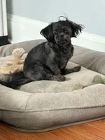 Toby, a male Shih Tzu for sale in Concord, NC – 2 of 3
