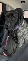 Amira, a female English Mastiff for sale in Concord, NC – 7 of 8