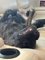 Amira, a female English Mastiff for sale in Concord, NC – 5 of 8