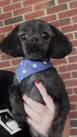 Toby, a male Shih Tzu for sale in Concord, NC – 1 of 3
