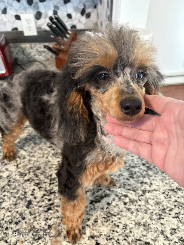 Twyla – Poodle - Toy  puppy for sale in Concord, NC