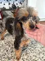 Twyla, a female Poodle - Toy  for sale in Concord, NC – 1 of 8