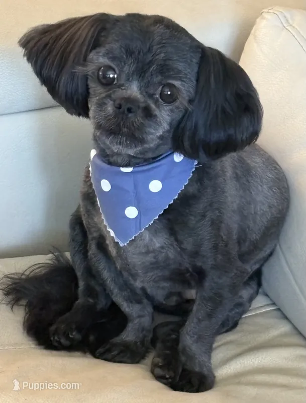 Toby – Shih Tzu puppy for sale in Concord, NC