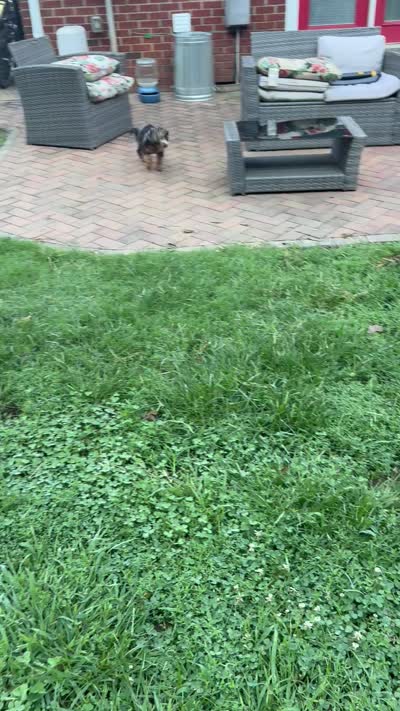 Twyla, a female Poodle - Toy  for sale in Concord, NC – 8 of 8