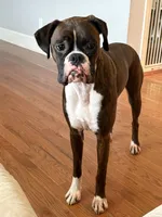 Scout, a male Boxer for sale in Concord, NC – 3 of 7