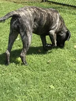 Amira, a female English Mastiff for sale in Concord, NC – 2 of 8