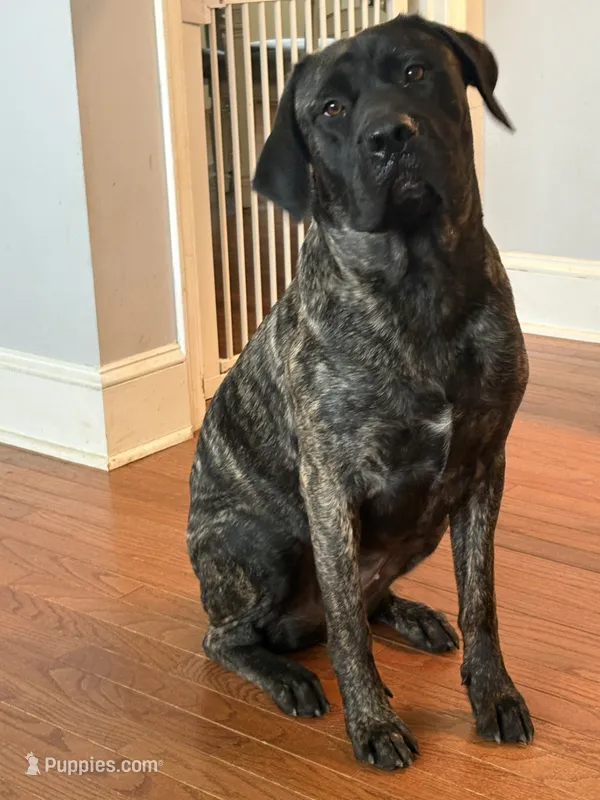 Amira – English Mastiff puppy for sale in Concord, NC