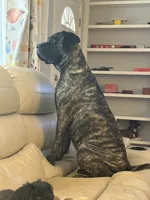 Amira, a female English Mastiff for sale in Concord, NC – 8 of 8