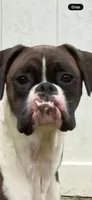 Scout, a male Boxer for sale in Concord, NC – 4 of 7