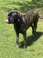 Amira, a female English Mastiff for sale in Concord, NC – 3 of 8