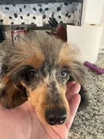 Twyla, a female Poodle - Toy  for sale in Concord, NC – 7 of 8