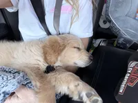 Harley, a male Golden Retriever for sale in Muncie, IN – Photo 4 of 7