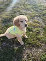 Harley, a male Golden Retriever for sale in Muncie, IN – Photo 7 of 7