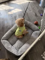 Harley, a male Golden Retriever for sale in Muncie, IN – Photo 6 of 7