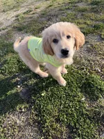 Harley, a male Golden Retriever for sale in Muncie, IN – Photo 5 of 7