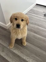 Harley, a male Golden Retriever for sale in Muncie, IN – Photo 2 of 7