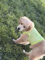 Harley, a male Golden Retriever for sale in Muncie, IN – Photo 3 of 7