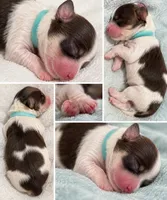 Ari AKC chocolate parti, a male Havanese for sale in Cochran, GA – 1 of 1