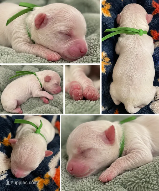 Asher AKC  – Havanese puppy for sale in Cochran, GA